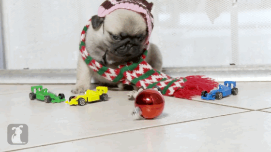 Home Alone Recreated With Pug Puppies Is The Only